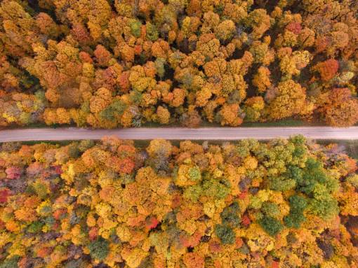 Bosque con vista de drone por carretera