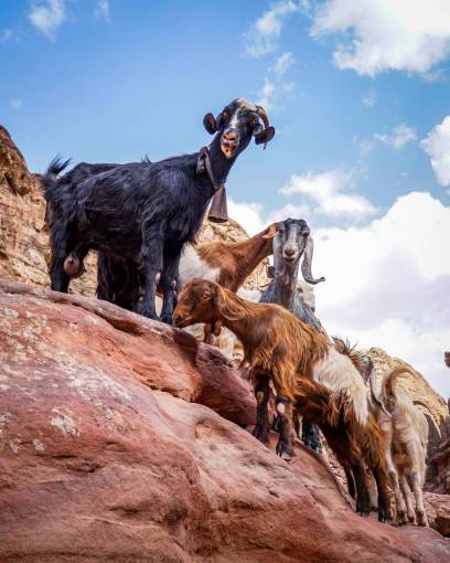 alpine Herd of goats on the mountain