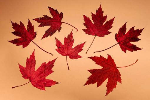 Autumn Maple Leaves against pastel color background