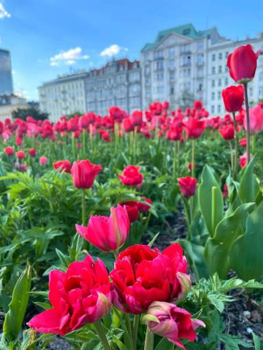 spring Blooming poppies in Amsterdam