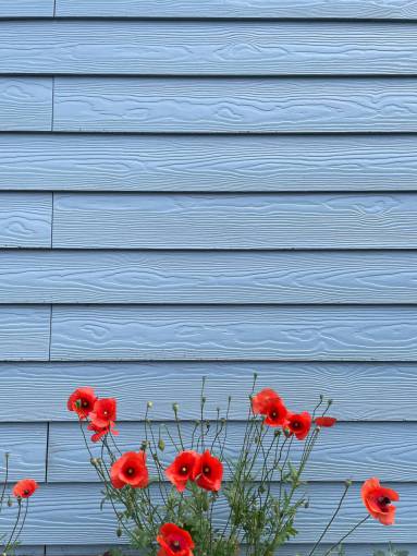 elegancia Flores de amapola roja frente a una pared azul claro