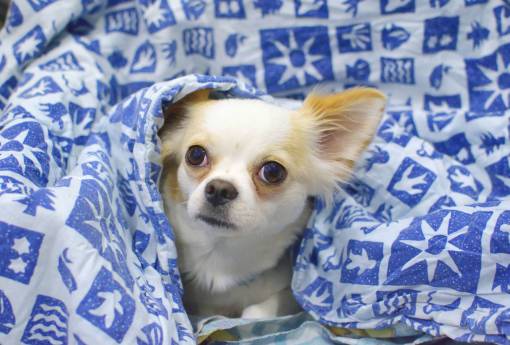 muzzle animals  dogs  domesticated  pets  eyes  muzzle  adorable