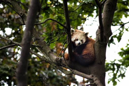 verde hojas arbol animales panda rojo rama de árbol hojas cielo verde