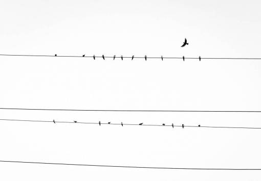 pájaros líneas eléctricas animales cielo