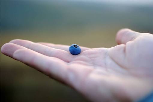 blueberries blueberry  blueberries  hands  fruits  food
