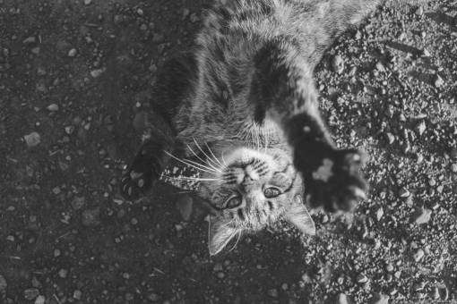whiskers cat  pet  animal  paws  whiskers
