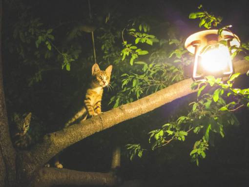 bombo gatos animales bombilla árbol hojas ramas