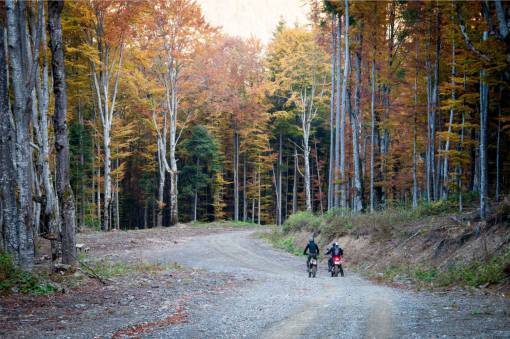 cross-country dirt bikes  motorbikes  bikers  road  trees  forest  woods