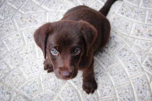 cachorro perro cachorro mascota animales