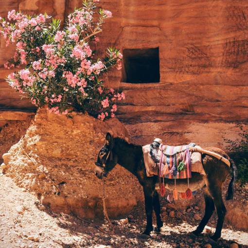 caballos burro caballo animal mascota paseo flor planta
