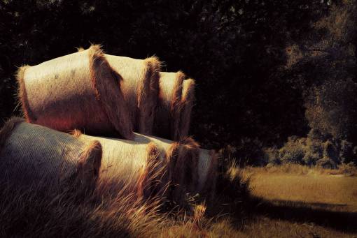 hen grass  hay  bales  farm  rural  countryside

