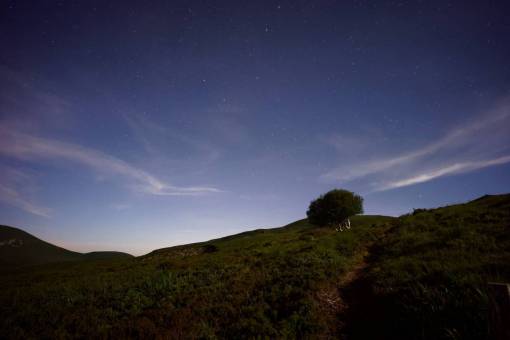 hierba verde árbol planta naturaleza montaña tierras altas