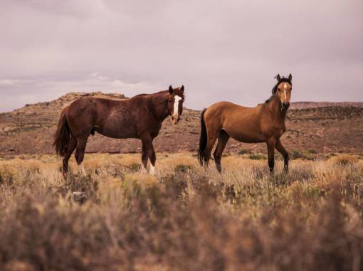 caballos caballo animal hierba marrón al aire libre paisaje de montaña