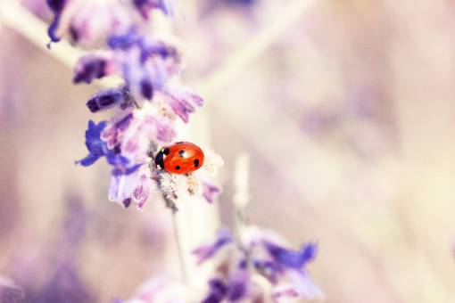beetle lavender  flower  petal  bloom  blossom  beetle  bug