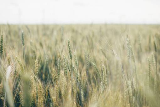 grassland nature  grasslands  plains  grass  wild  field  green
