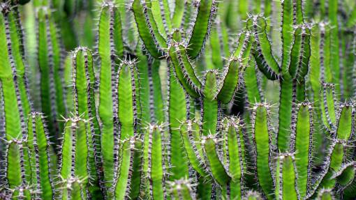 cactus nature  plants  cactus  cacti  thorns  field  green
