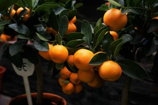 arbusto naturaleza plantas frutas arbustos cítricos naranjas en maceta