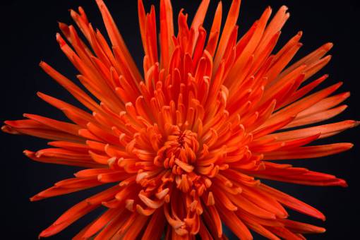 floral Macro de flor de naranja cerca de jardín pétalos frescos