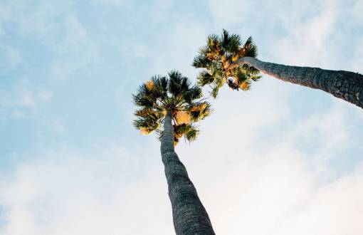 palm trees  blue  sky  clouds  sunshine  summer  vacation