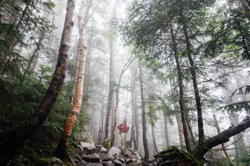 mochila árboles bosques naturaleza senderismo caminata prueba hombre