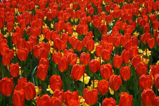 tulips  background  flower  red  petals  nature  garden