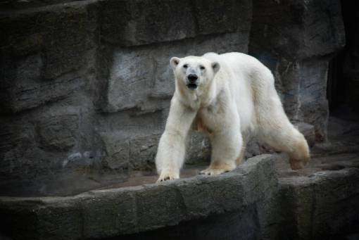 bear-alaska white  polar  bear  animal
