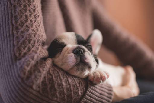 dog Woman holding baby french bulldog 
