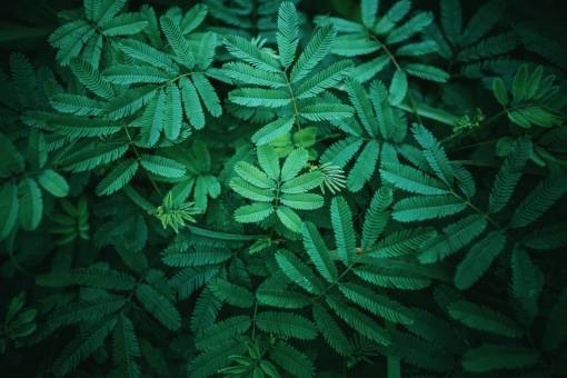 Background texture of bright green leaves of a fern