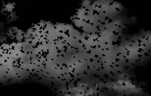 Birds flying in a storm