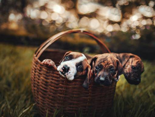 Boxer puppies in a basket