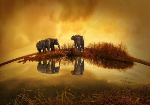 trunk Elephants drinking water at sunset