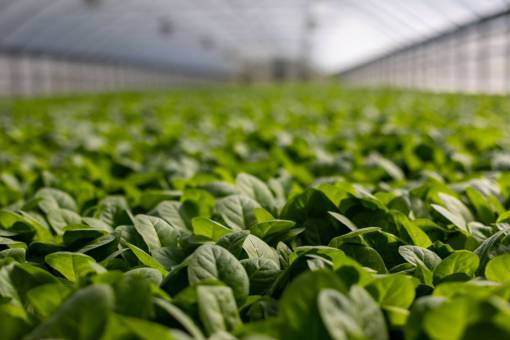 conceptos Agricultura ecológica Productores de alimentos saludables