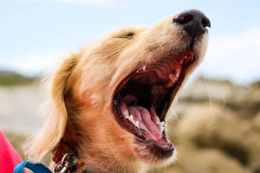 Portrait of a golden retriever dog yawning