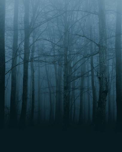 Spooky forest in winter