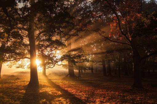 Sunrise in the forest
