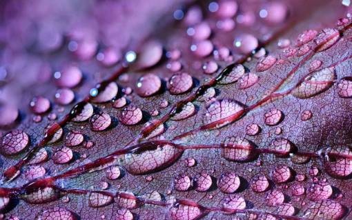 Texture of a violet leaf with dew drops
