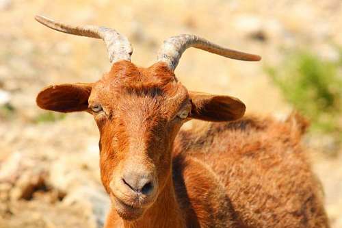 Brown male goat looking at the camera