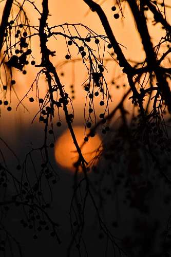image of a sunset between trees