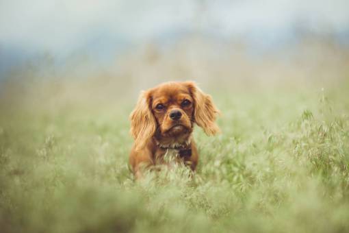 curiosity animals  dogs  domesticated  pets  eyes  muzzle  adorable