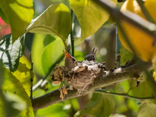 a ver pajaros bebé pájaro árbol verde bokeh