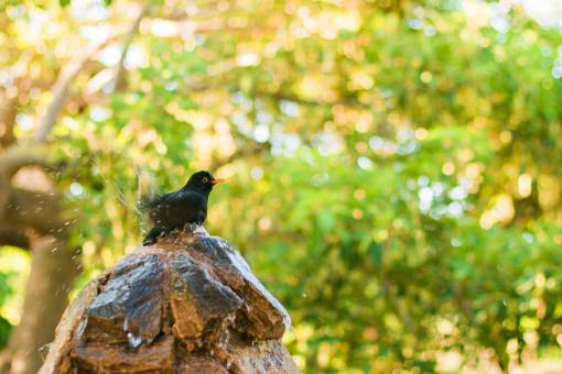 pluma pájaro animal pluma naturaleza árboles rocas bokeh