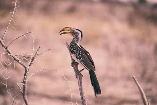 thorn branch  bird  animal  outdoor  thorn
