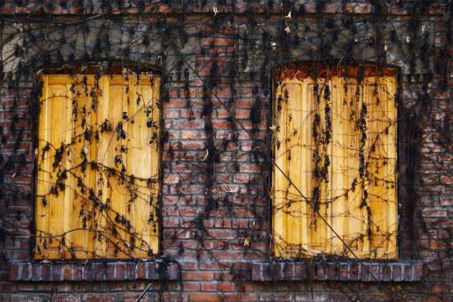 shutter bricks  vines  wood  shutters
