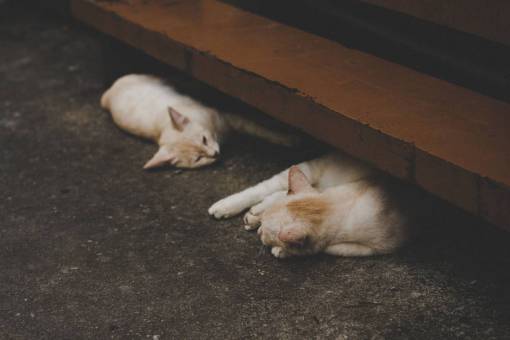 kitten cat  animal  kitten  cute  floor  sleep
