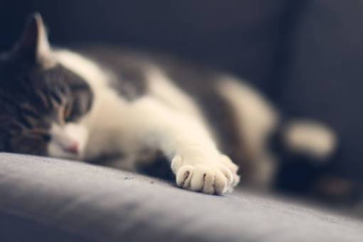 paw cat  pet  animal  paws  sleeping  tired
