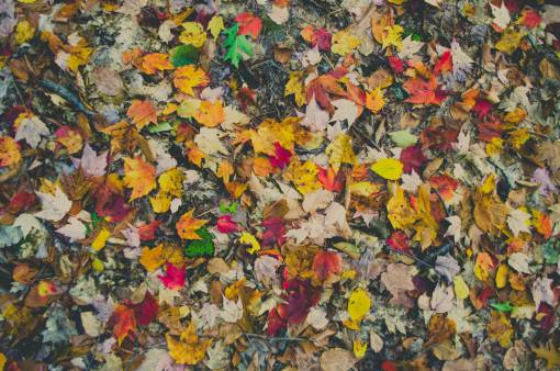 auto colorido hoja colorida otoño otoño
