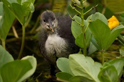 foco focha pájaro animal plantas lirios