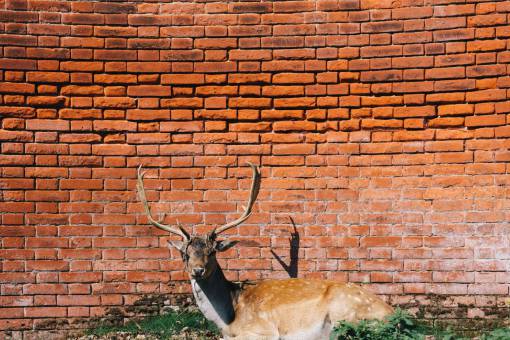deer deer  antlers  animal  red  bricks  wall
