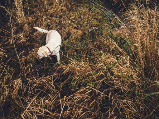 swamp dog  pet  animals  grass  shrubs  bushes  plants