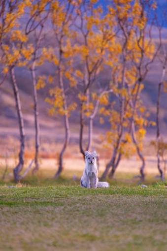 playground dog  puppy  animal  pet  playground  grass  autumn